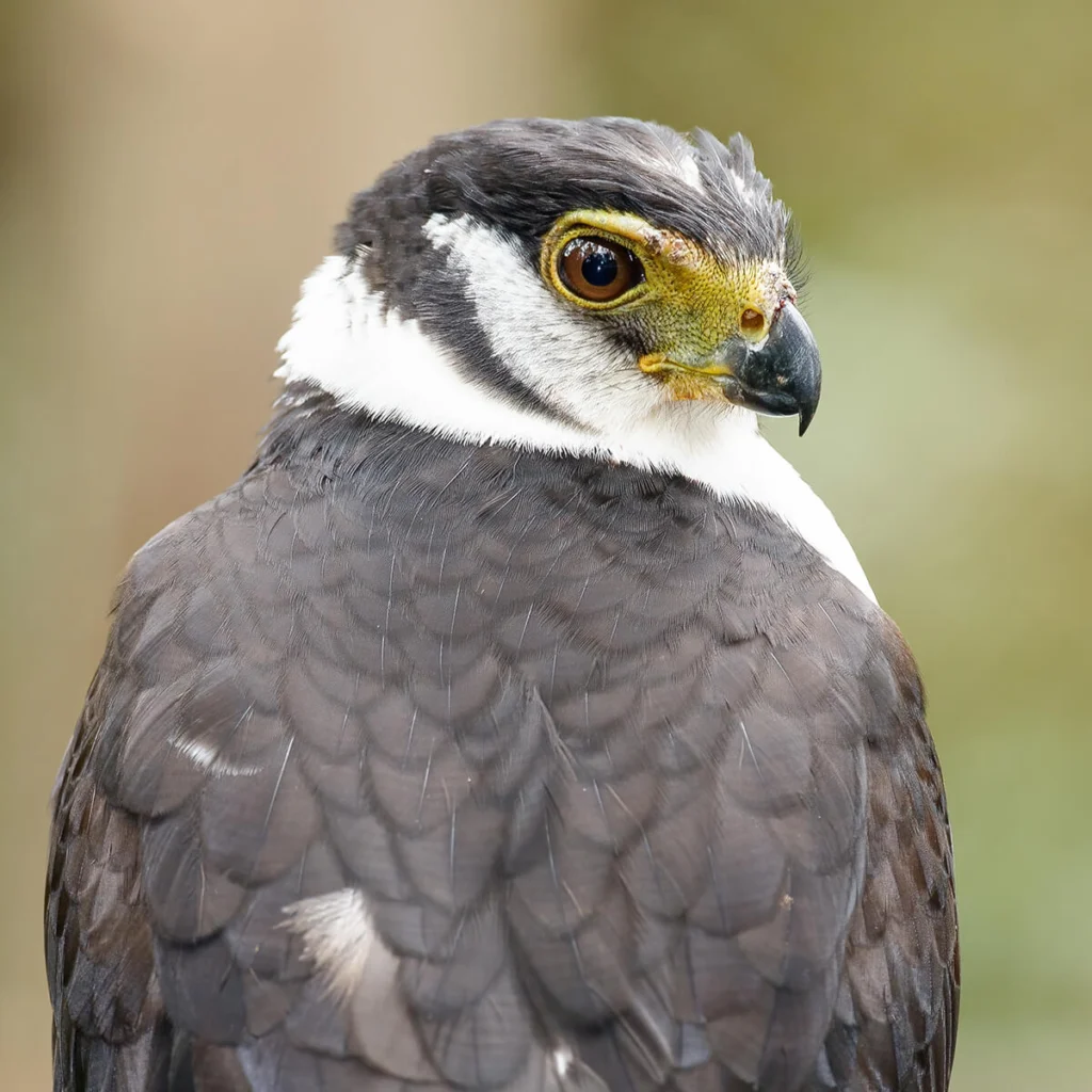 Collared Forest-Falcon by Pablo Rodriguez Merkel, Shutterstock