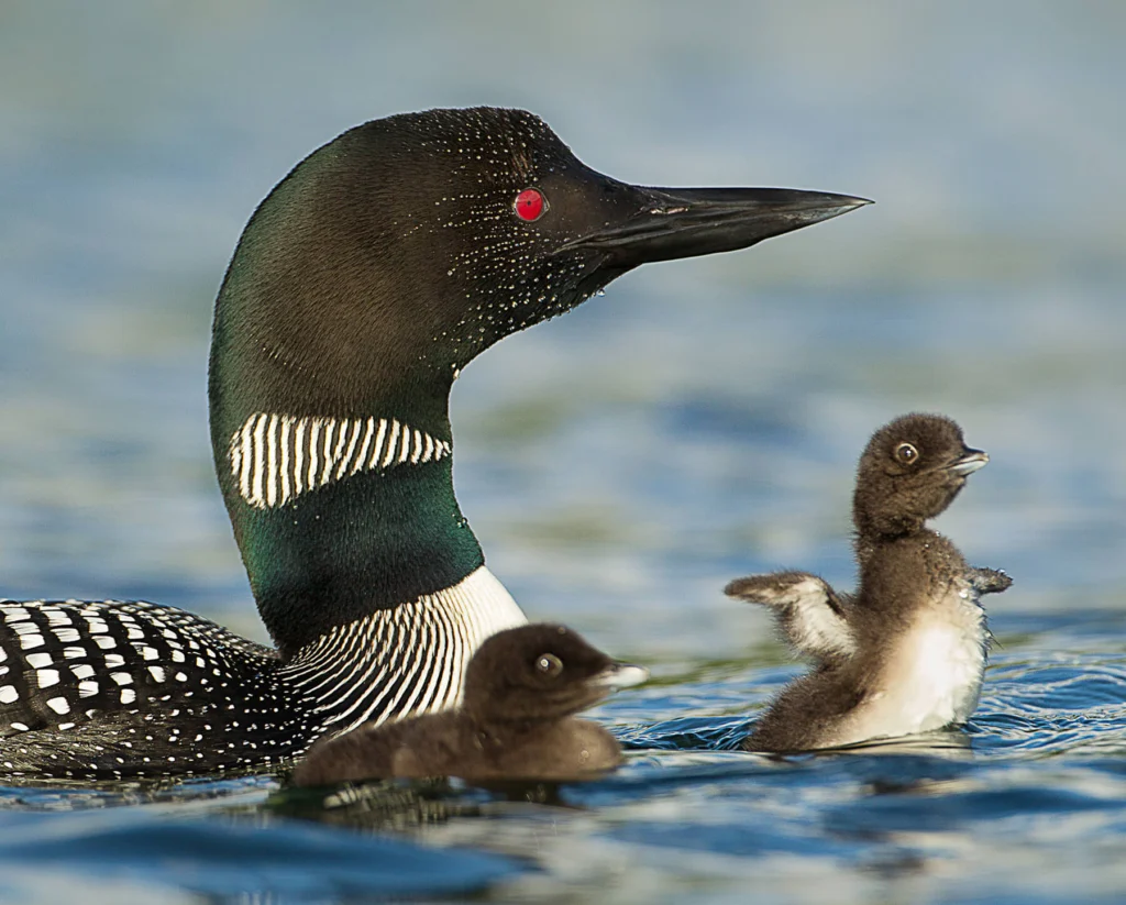 Common Loon and chicks. Photo by Agnieszka Bacal/Shutterstock.