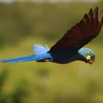 Lear's Macaw in flight.