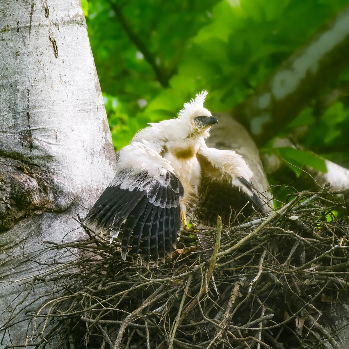 Crested Eagle chick on nest by FotoRequest, Shutterstock