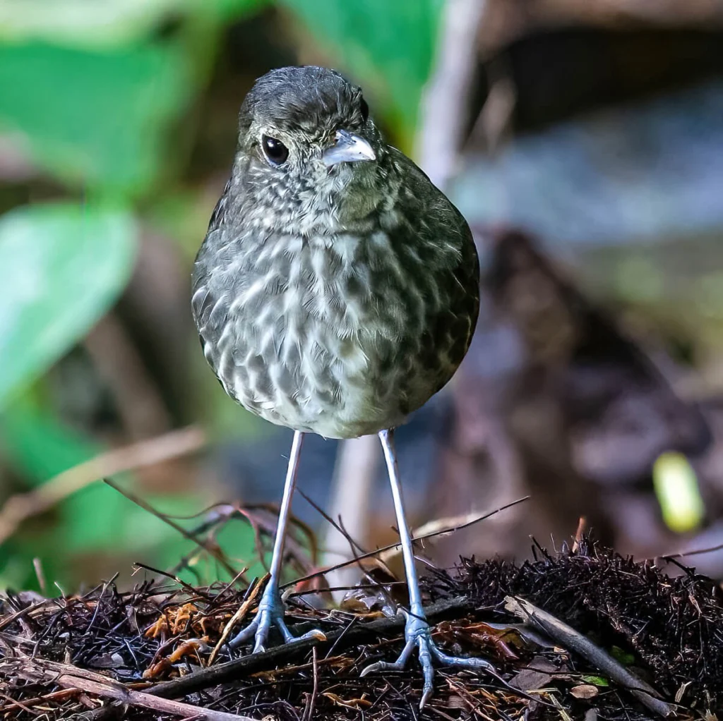 Cundinamarca Antpitta by Kurt Gaskill, Macaulay Library at the Cornell Lab of Ornithology