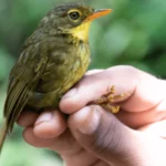 Mysterious Songbird Rediscovered in Madagascar After Eluding Scientists for 24 Years