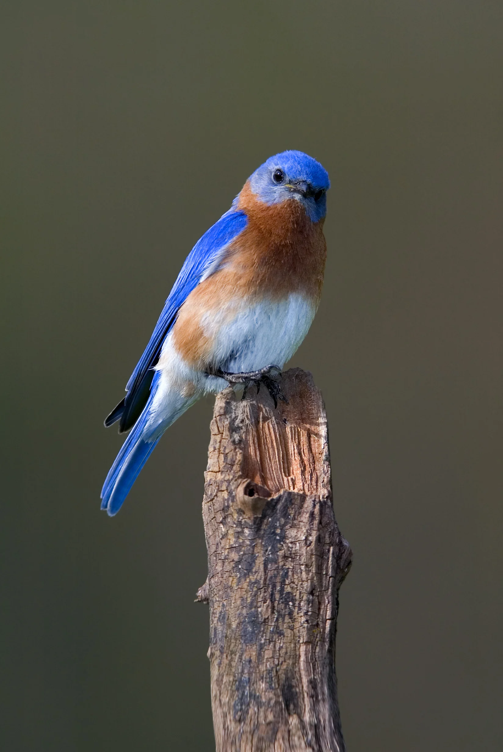 Eastern Bluebird - American Bird Conservancy