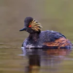 Three-Dozen Law Professors File Amicus Brief in Support of Great Salt Lake Lawsuit