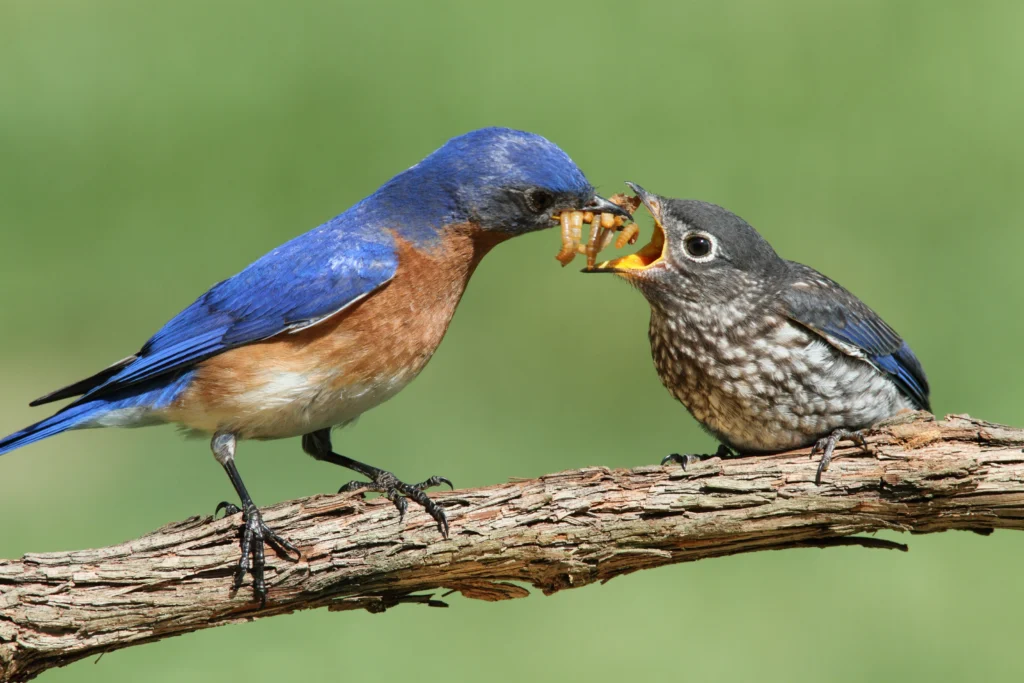 Eastern Bluebird feeding young. Photo by Steve Byland, Shutterstock.