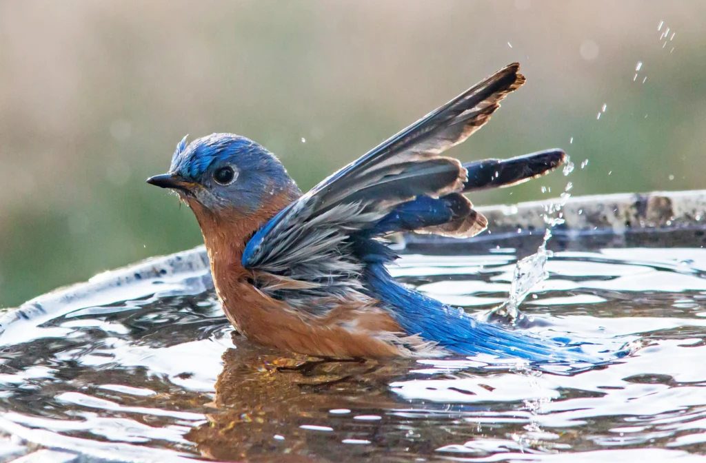 Eastern Bluebird in birdbath. Photo by Kevin M. McCarthy, Shutterstock