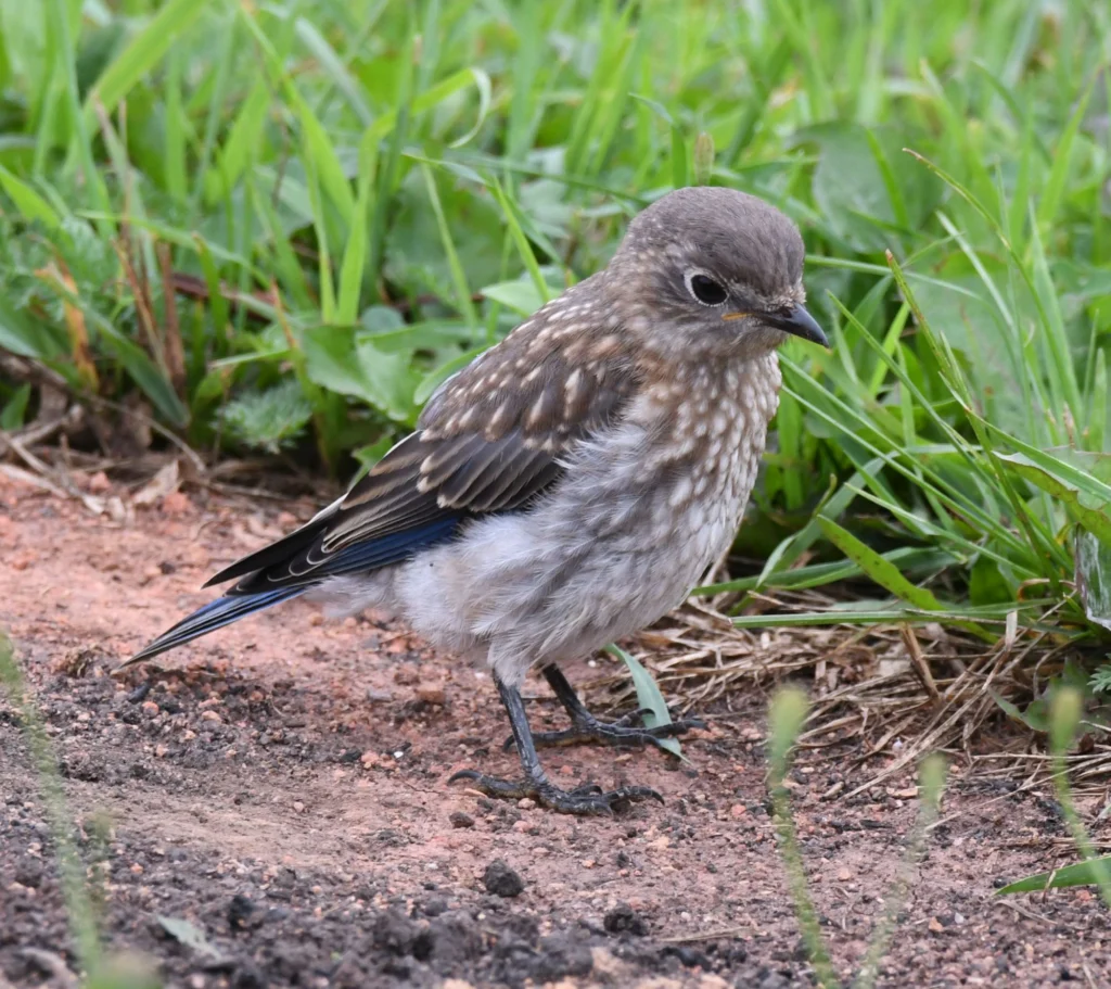 Eastern Bluebird juvenile. Photo by David O. Hill.