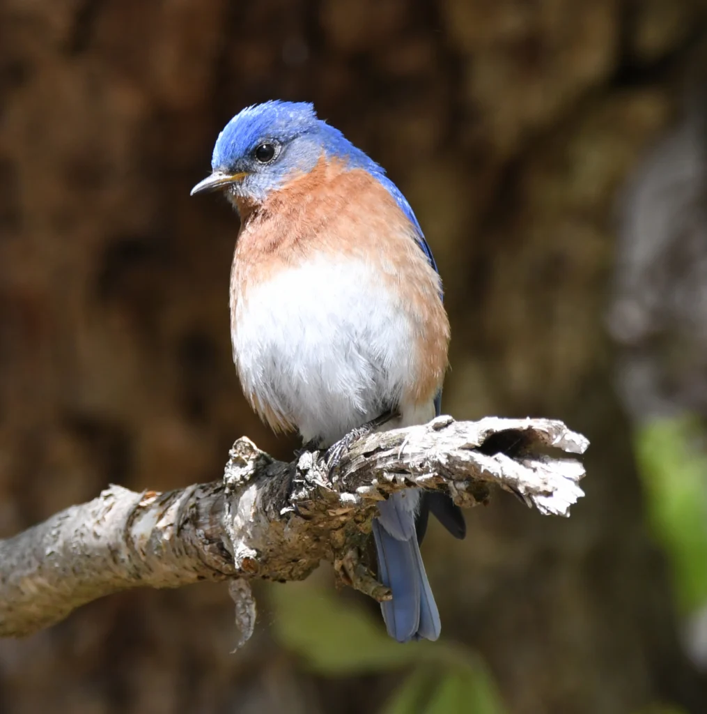 Eastern Bluebird male. Photo by David O. Hill.