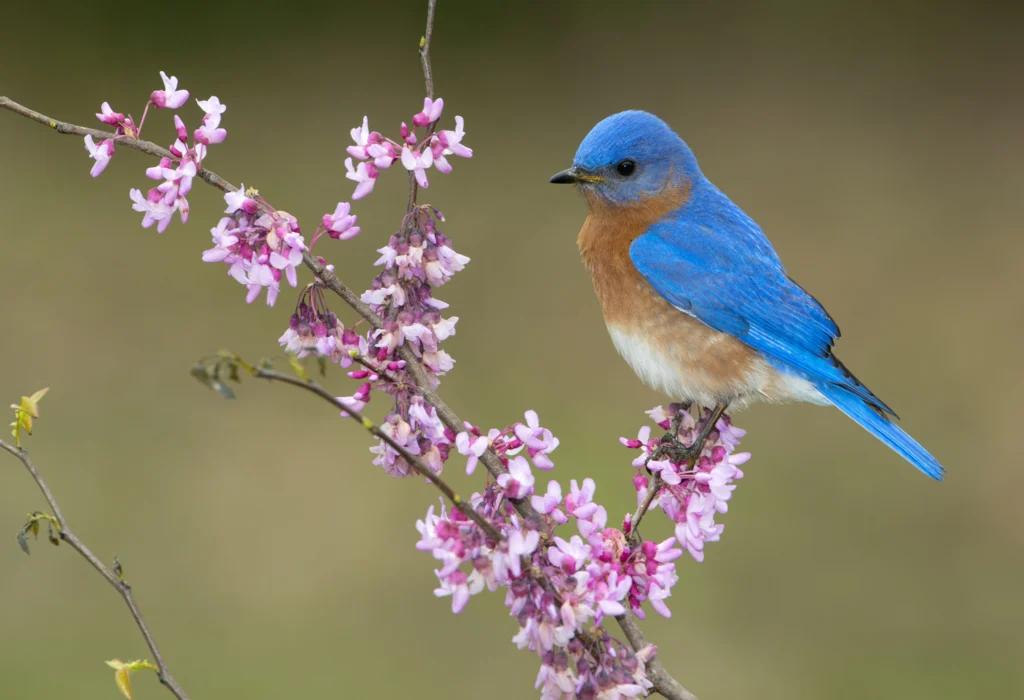 Eastern Bluebird male. Photo by Tim Zurowski, Shutterstock.