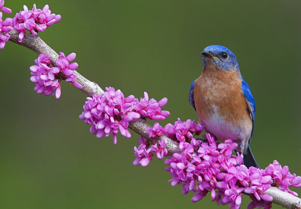Eastern Bluebird male. Photo by Tom Reichner, Shutterstock.