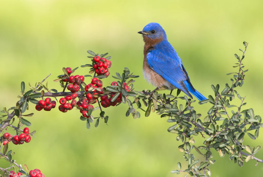 Eastern Bluebird male. Photo by Tim Zurowski, Shutterstock.