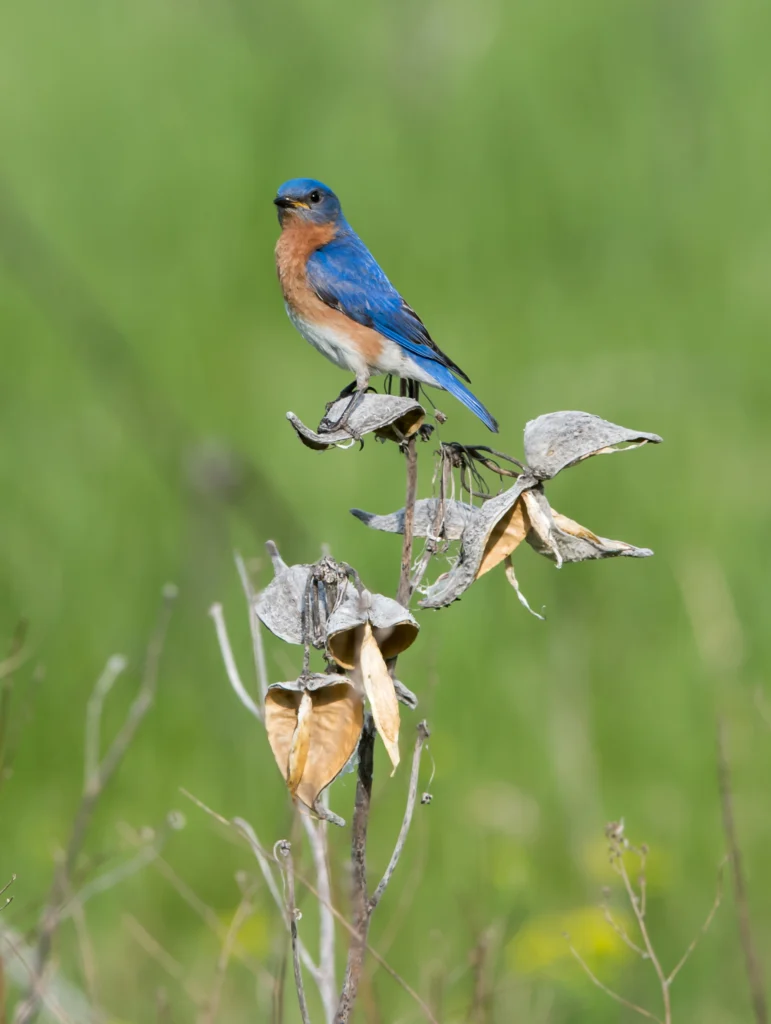 Eastern Bluebird. Photo by FotoRequest, Shutterstock.