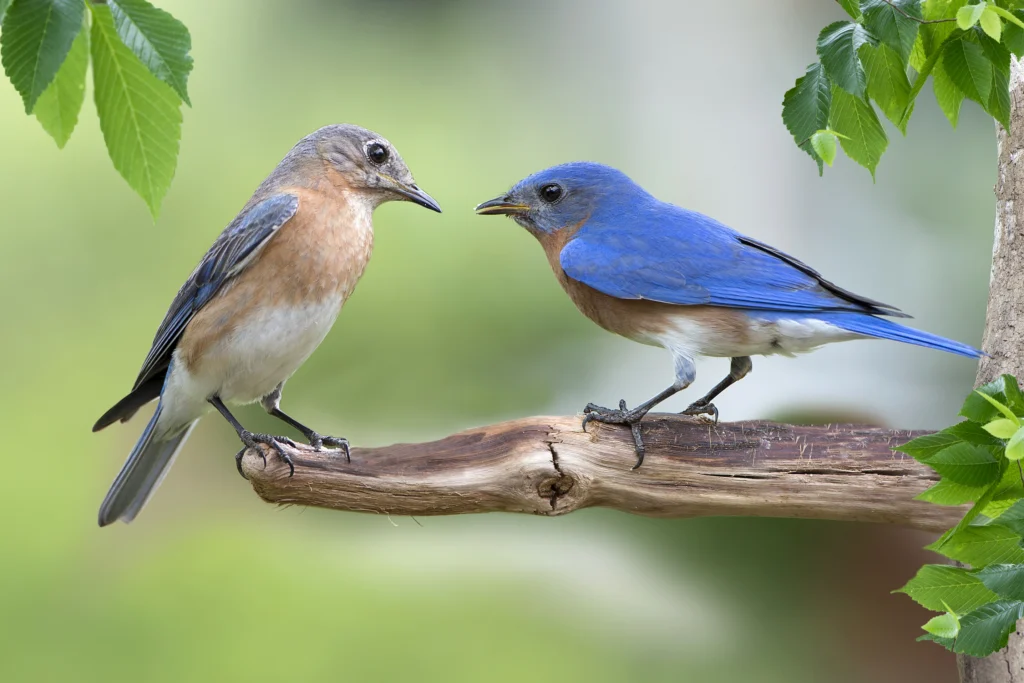 Eastern Bluebird pair. Photo by Bonnie Taylor Barry, Shutterstock.