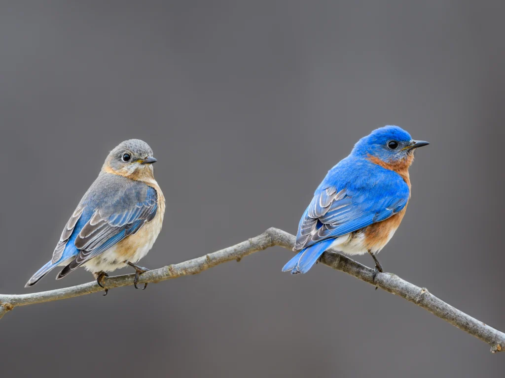Eastern Bluebird pair. Photo by FotoRequest, Shutterstock.