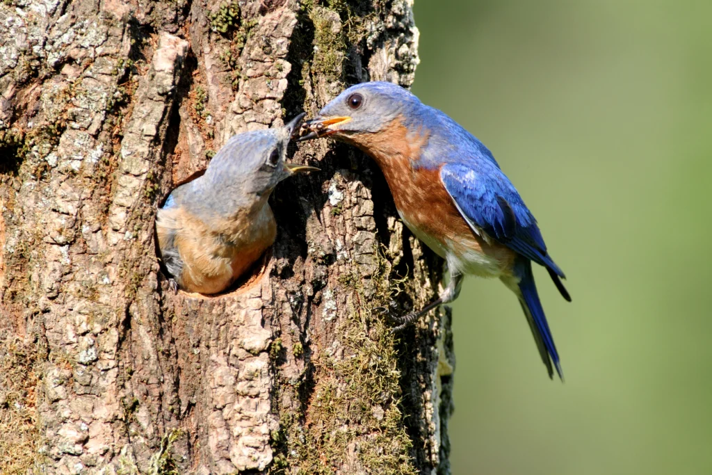 Eastern Bluebird pair. Photo by Steve Byland, Shutterstock.