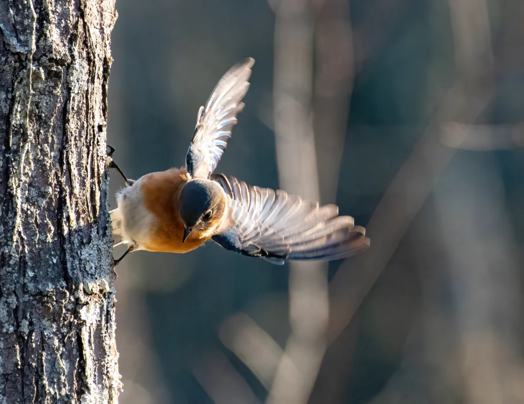Eastern Bluebird. Photo by Jane Gamble.