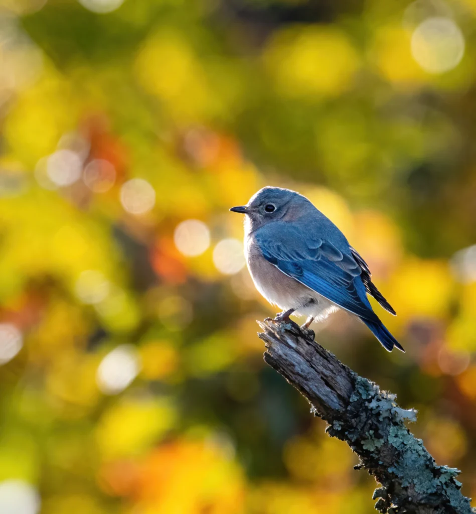 Eastern Bluebird. Photo by Jane Gamble.