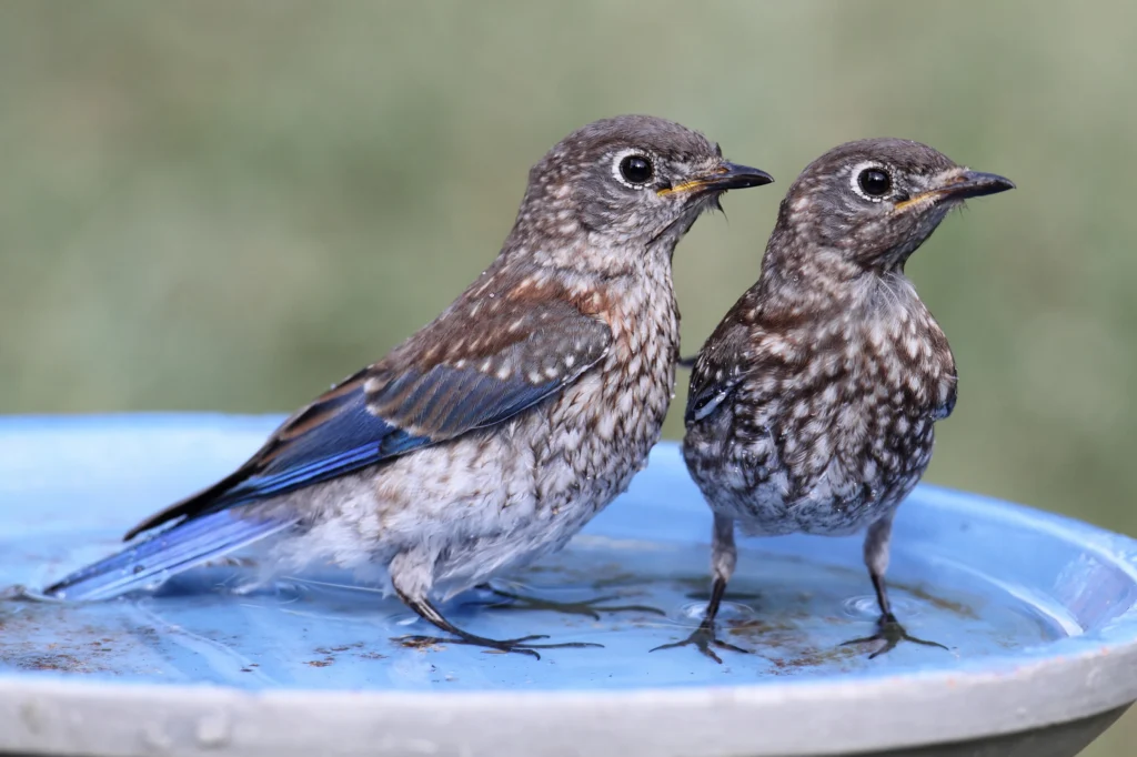 Eastern Bluebird juveniles in birdbath. Photo by Steve Byland, Shutterstock.
