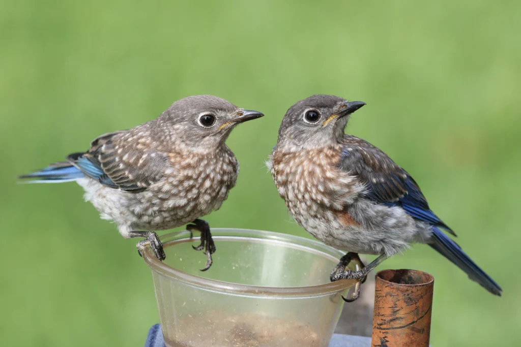 Eastern Bluebird juveniles. Photo by Steve Byland, Shutterstock.
