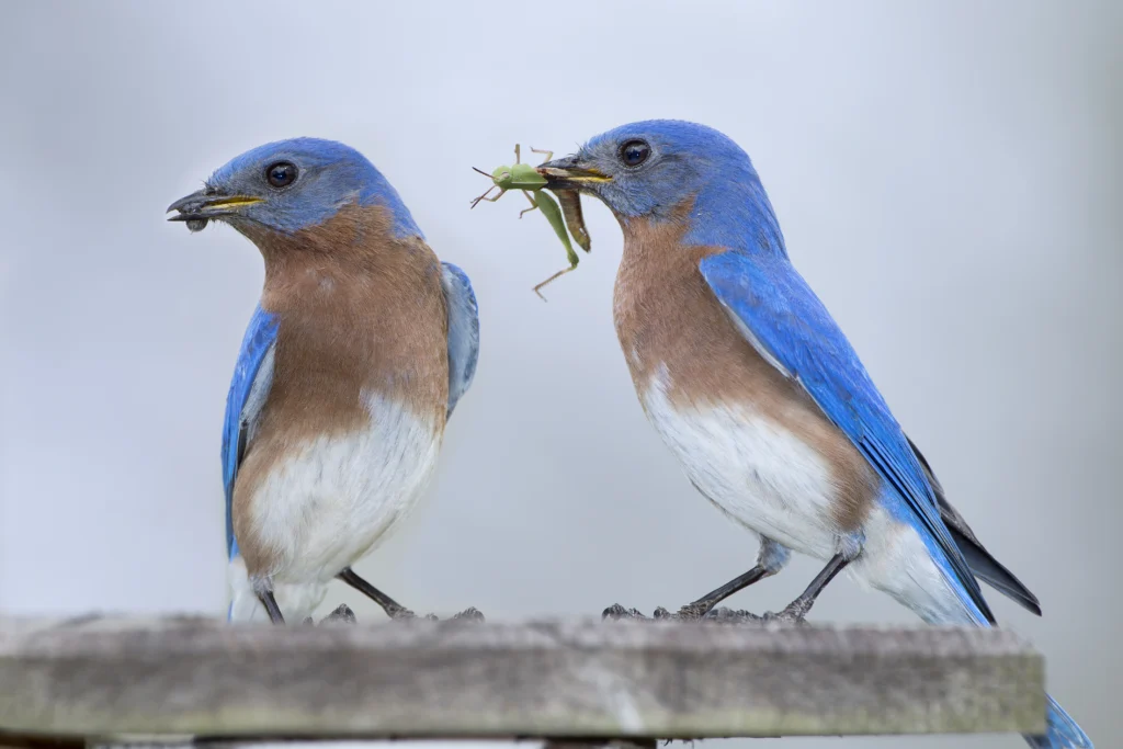 Eastern Bluebirds. Photo by Bonnie Taylor Barry, Shutterstock.