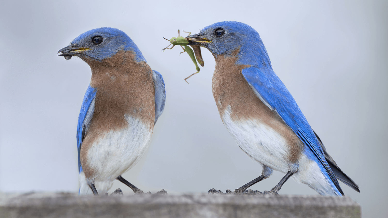 Coalition of 65+ Groups Urge EPA to Reform Bee- and Bird-Killing Pesticides