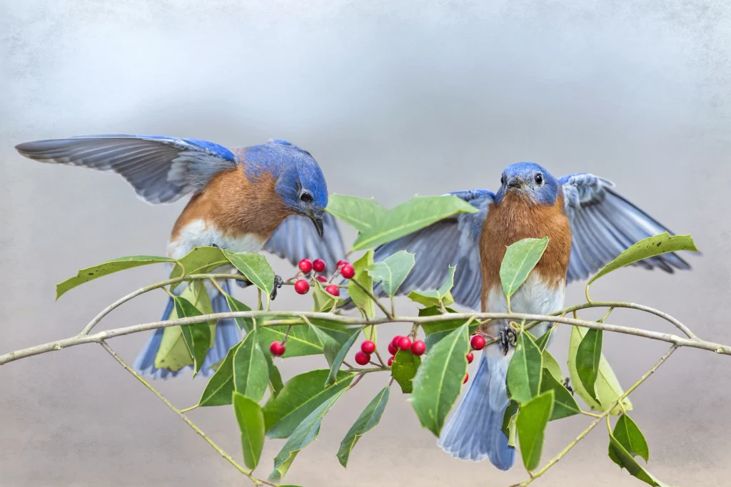Eastern Bluebirds. Photo by Bonnie Taylor Barry, Shutterstock.