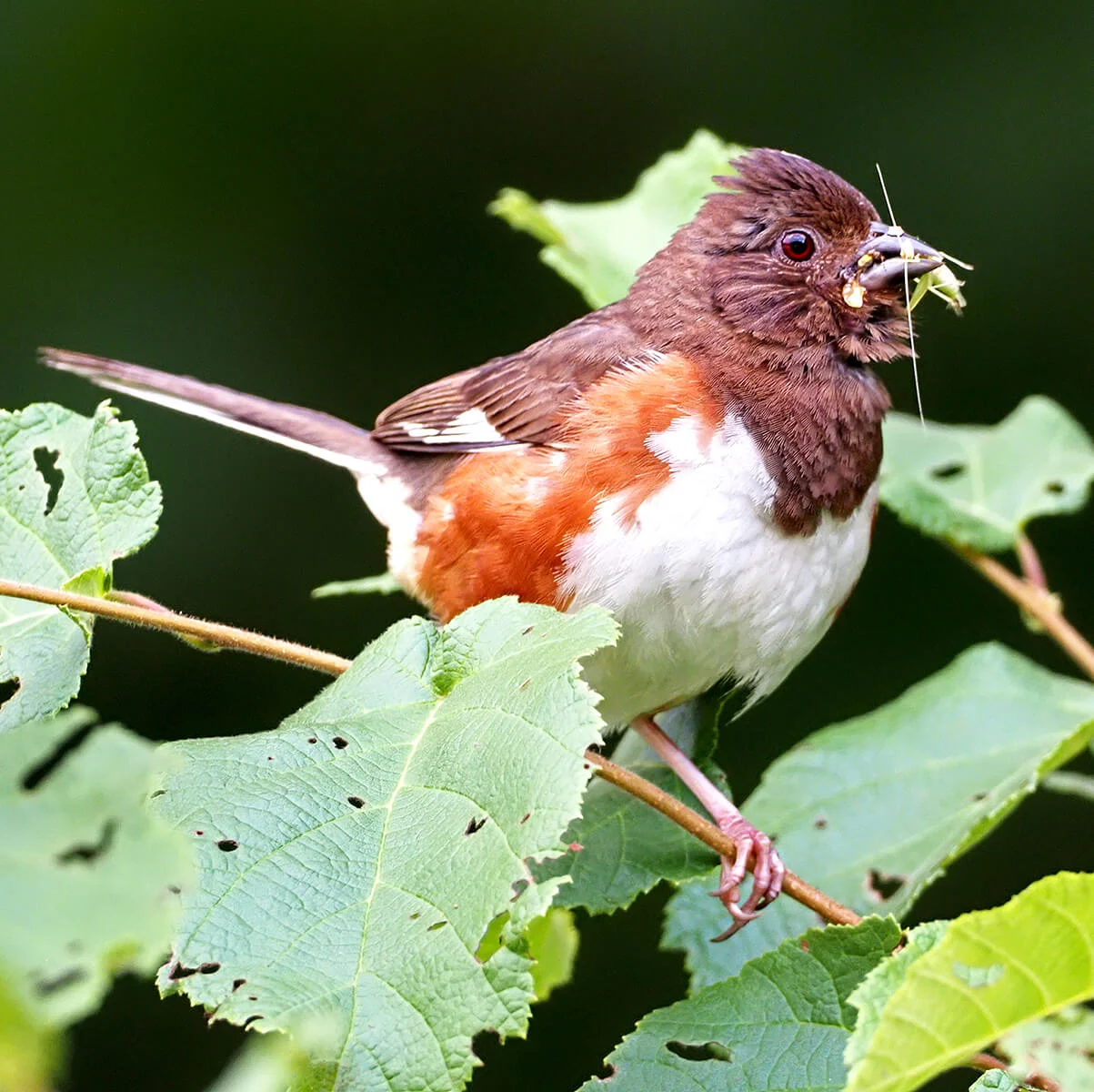 Eastern Towhee female. Photo by Gary Mueller, Macaulay Library at the Cornell Lab of Ornithology.