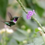 New Study Quantifies Need for Red List Bird Population Improvements