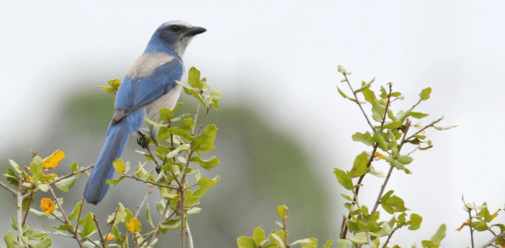 Conservation Groups Take Legal Action to Ensure Survival of Declining Florida Scrub-Jay