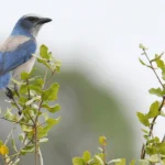 Conservation Groups Take Legal Action to Ensure Survival of Declining Florida Scrub-Jay