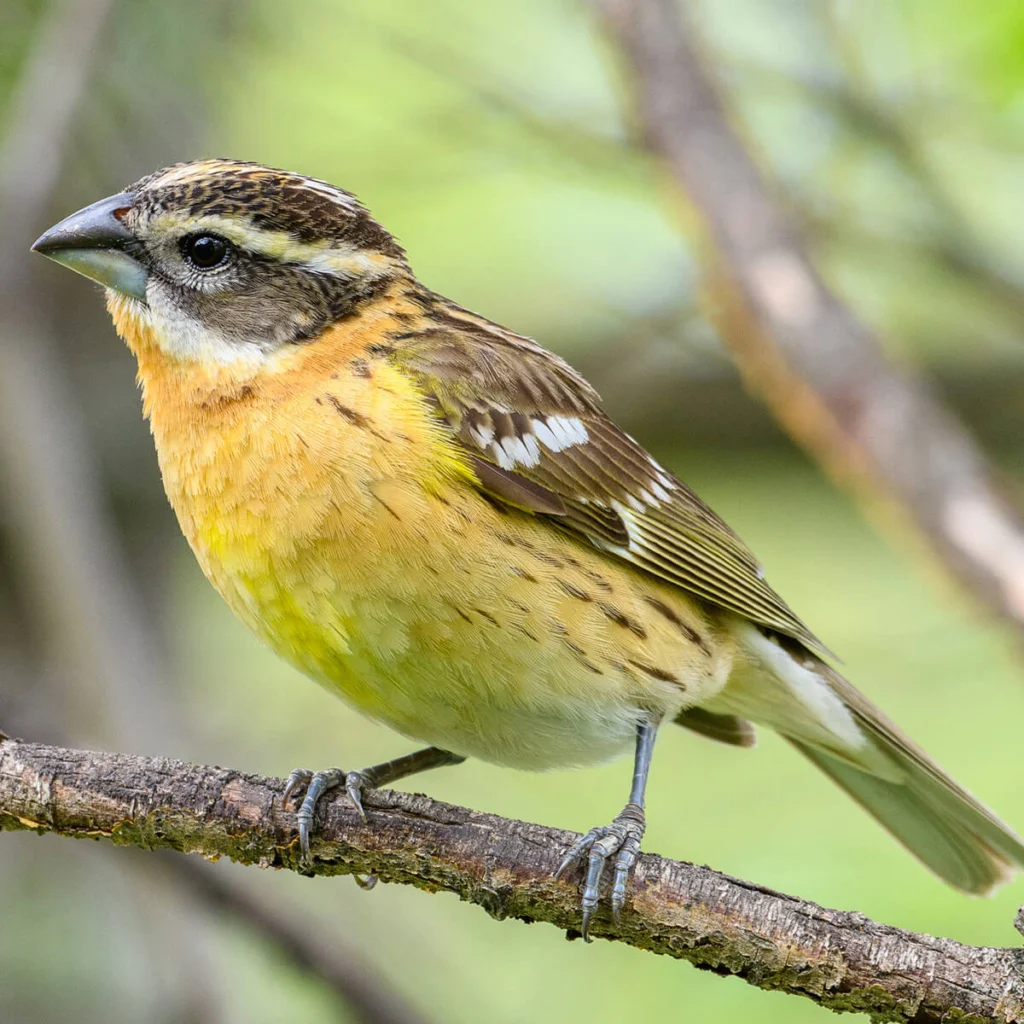 Female Black-headed Grosbeak. Photo by Markus Weilmeier, Macaulay Library at the Cornell Lab of Ornithology.