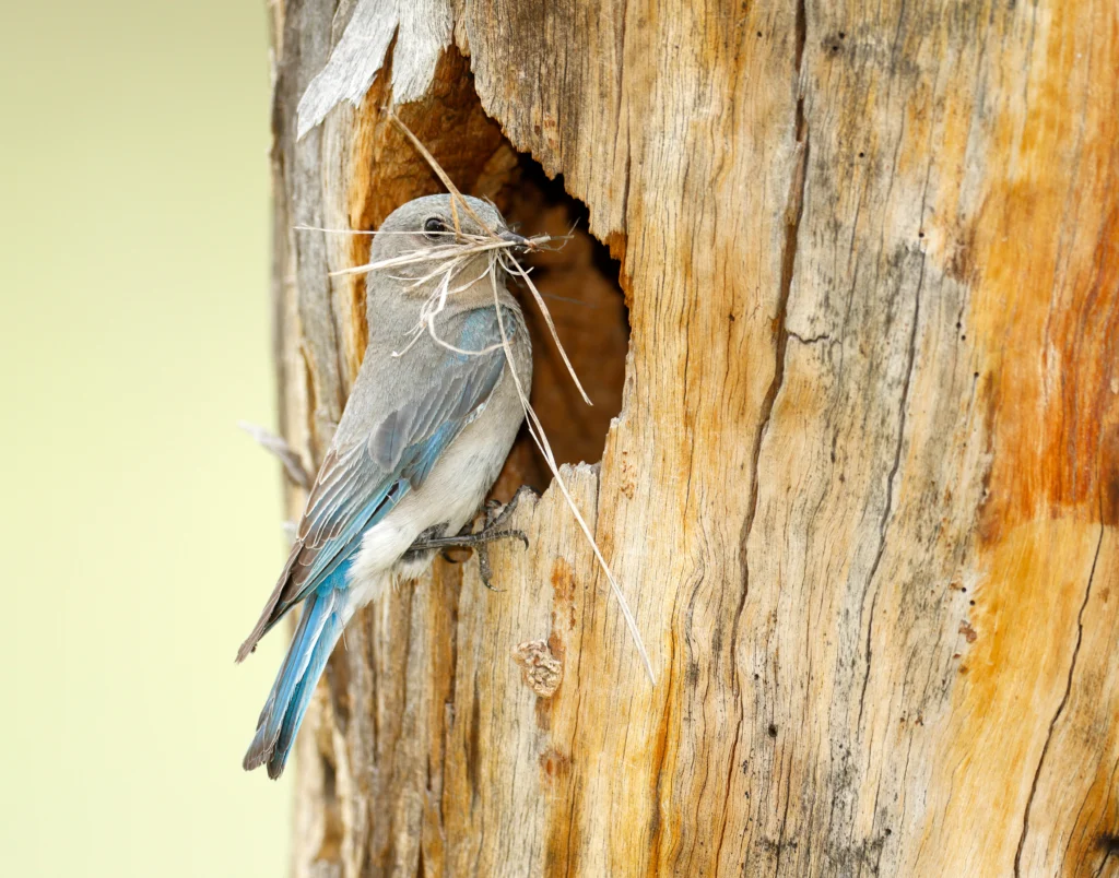Mountain Bluebird female with nesting material. Photo by Paul Tessier, Shutterstock.