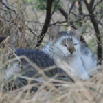 Feral cats found at Koko Head District Park on Oʻahu, one of the sites where cat feces tested positive for Toxoplasma gondii. Photos by Grant Sizemore