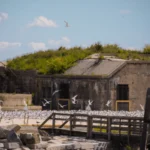 Royal Tern colony settling into new habitat on Rip Raps Island, an island at the mouth of the James River in Virginia. Photo by Meghan Marchetti, DGIF