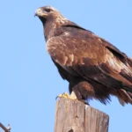 Pause in Migratory Bird Treaty Act Improvements Concern Conservationists