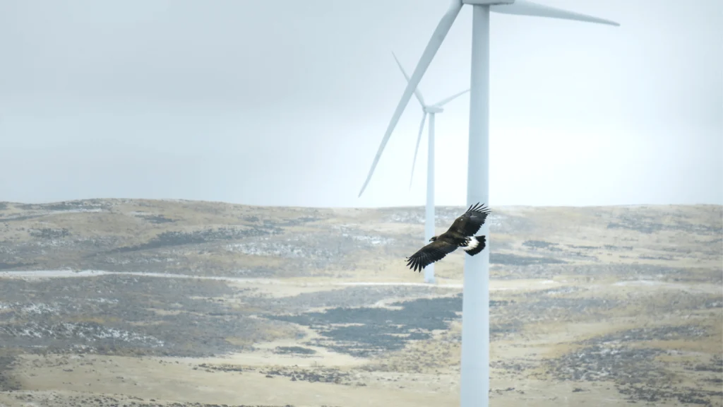 Proposed Rule on Eagle Take Needs Strengthening, According to American Bird Conservancy