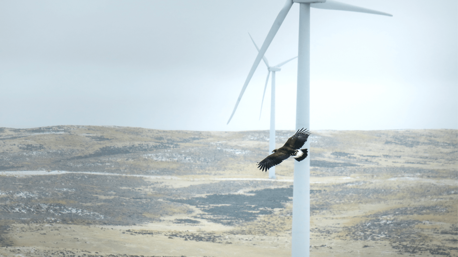 Proposed Rule on Eagle Take Needs Strengthening, According to American Bird Conservancy