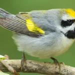 The declining Golden-winged Warbler is among many songbirds that could be affected in the Great Lakes region by advancing Emerald Ash Borer infestations. Photo by Lynda Goff