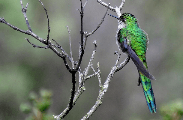 Gray-bellied Comet. Photo by Manuel Roncal Rabanal.