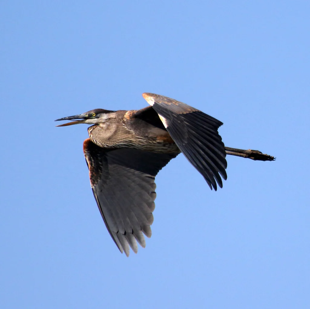 Great Blue Heron in flight by Cephas, CC BY-SA