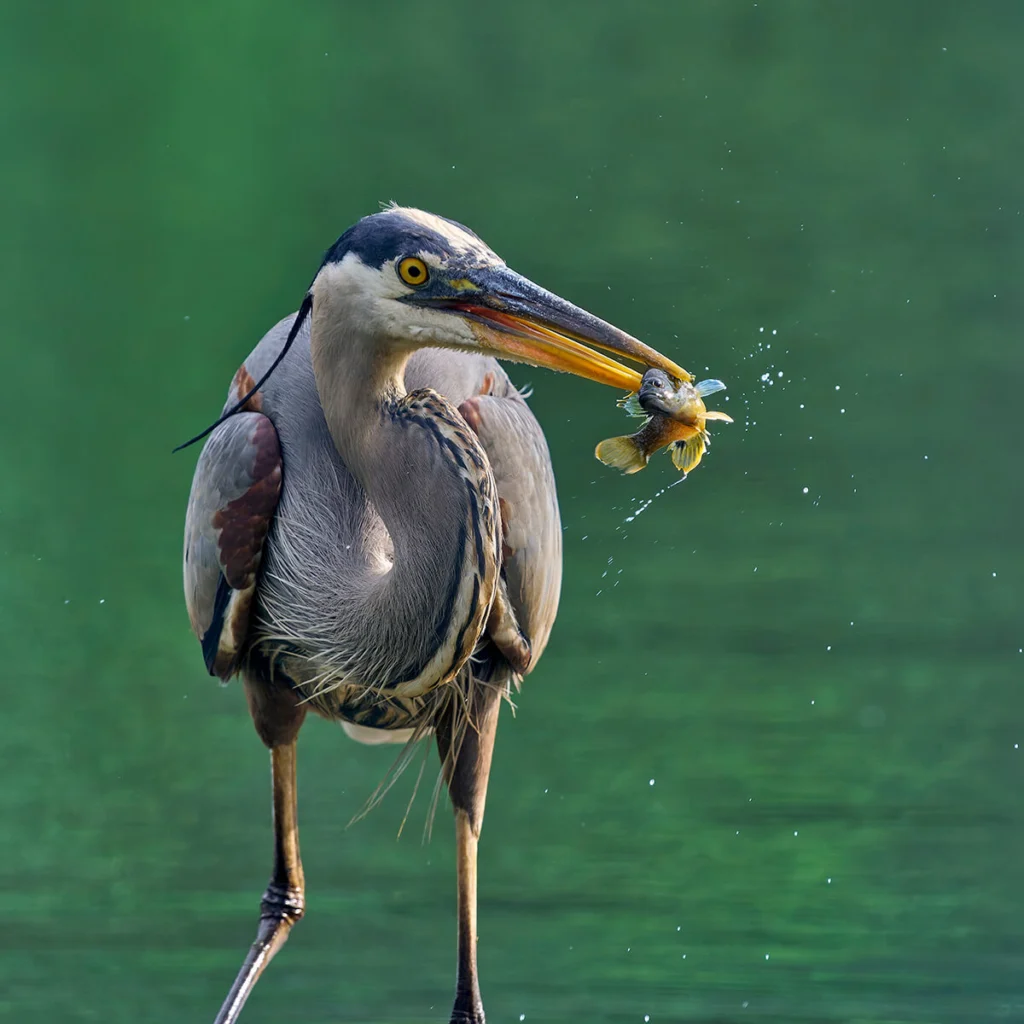 Great Blue Heron with fish by Paul Danese, CC BY-SA 4.0