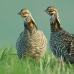 Neonicotinoid Pesticides Threaten Attwater's Prairie-Chicken and Other Grassland Birds