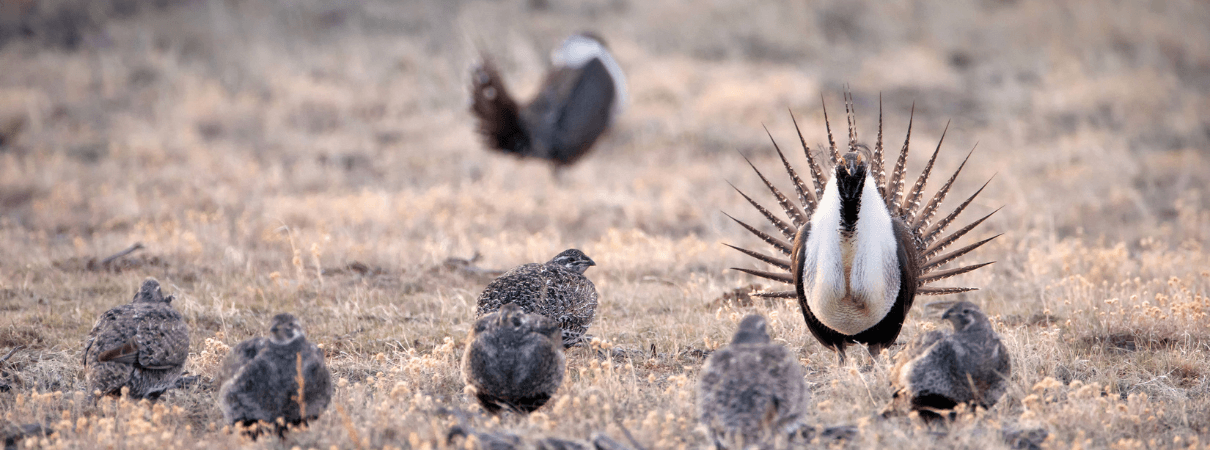 Greater Sage-Grouse lek. Photo by Agnieszka Bacal, Shutterstock.