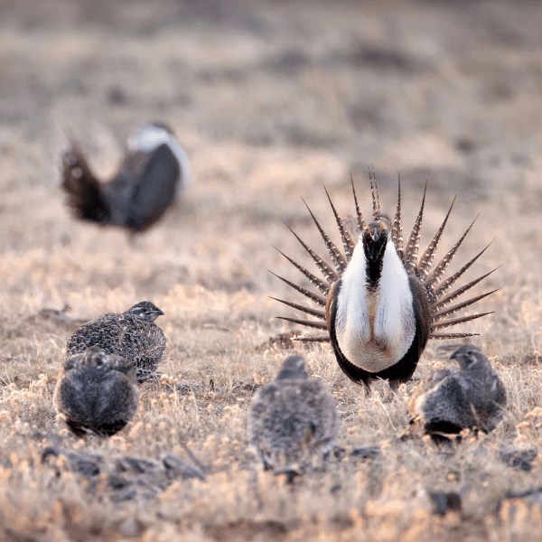 Oil and Gas Leasing on Public Lands: American Bird Conservancy Emphasizes Risk to Greater Sage-Grouse