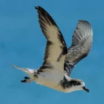Hawaiian Electric and Conservation Groups Reach Settlement to Protect Imperiled Seabirds