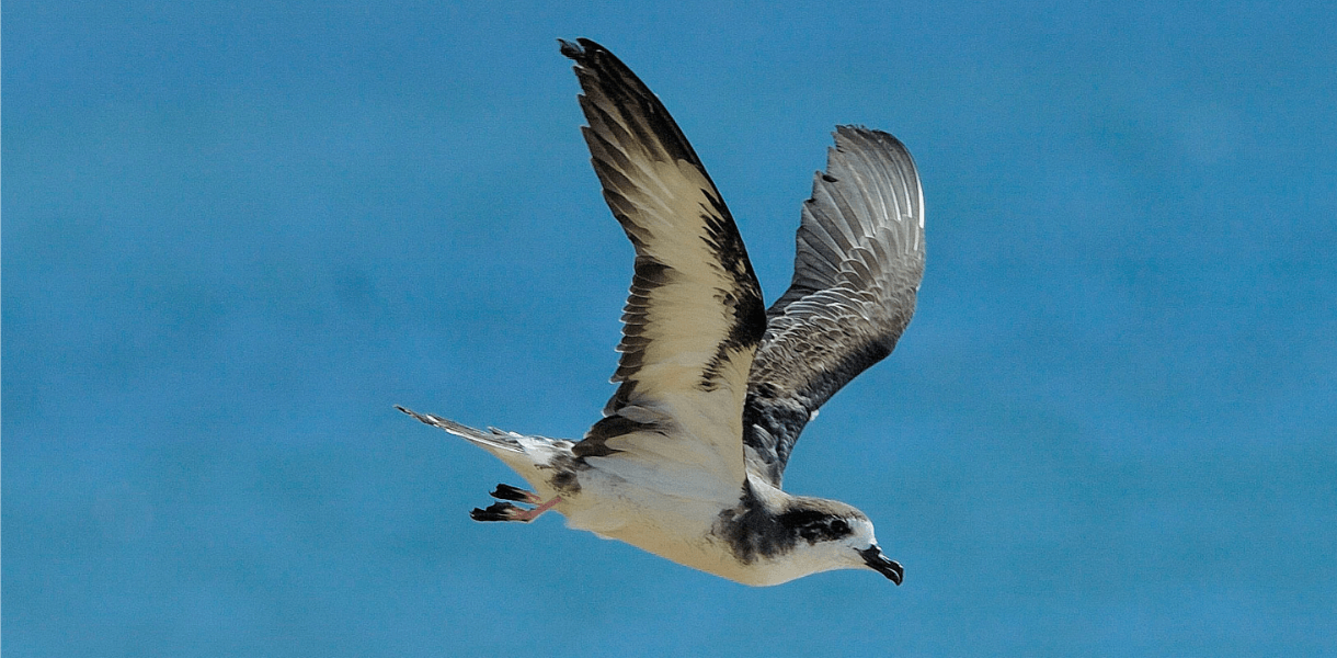 Hawaiian Electric and Conservation Groups Reach Settlement to Protect Imperiled Seabirds