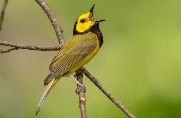 Administration Revokes Opinion That Compromised Key Bird Protections