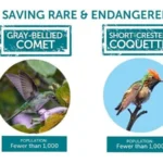 Preventing Bird Extinctions fund