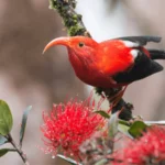 A New Curriculum Will Teach Students in Hawai‘i About the Islands' Native Birds