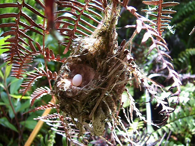 Marvelous Spatuletail nest with egg. Photo courtesy of ECOAN.